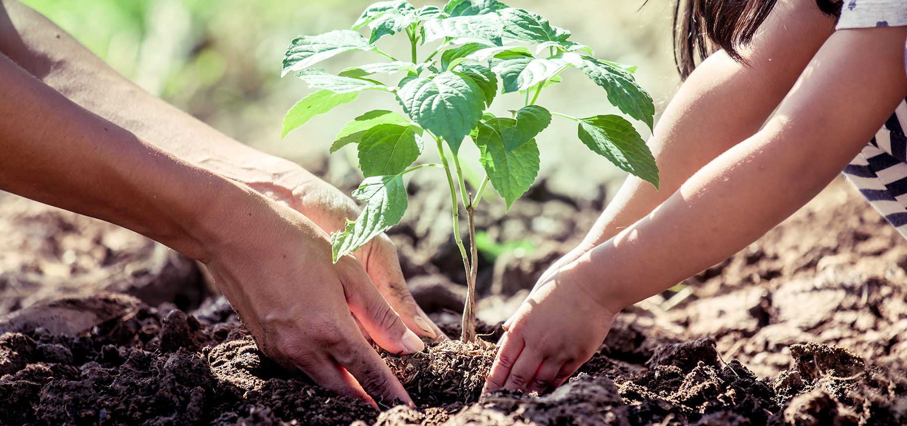 Read more about the article Dia Mundial do Meio Ambiente: o planeta em nossas mãos